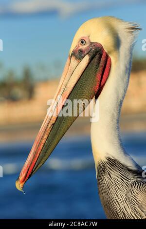 Pelican on Oceanside Pier, San Diego County, California, USA Stock Photo