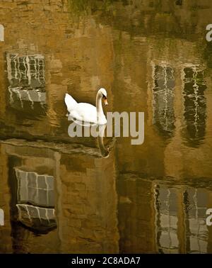 Swan on the River Avon Stock Photo