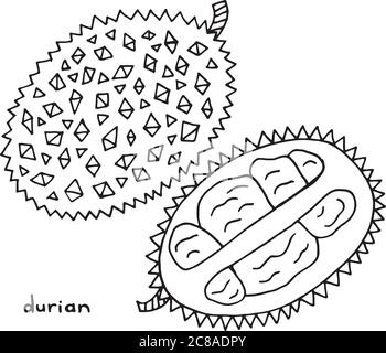 Durian coloring page. Graphic vector black and white art for coloring books for adults. Tropical and exotic fruit line illustration. Stock Vector