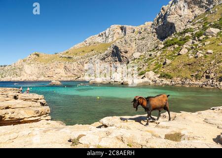 A goat crosses rocky terrain at Cala Figuera, Cape Formentor, Mallorca Stock Photo