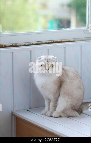 Scottish lop-eared cat on the window Stock Photo
