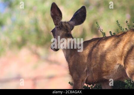 Rear Mule Deer Doe Standing in Zion National Park, Utah Stock Photo