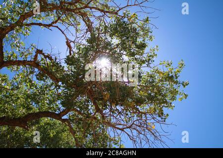 Sunlight Solar Flare Through Tree Branches Along Virgin River, Zion, National Park, Utah Stock Photo