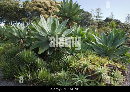 Succulent plants in the Sunken Gardens on Marine Parade, Napier. Stock Photo