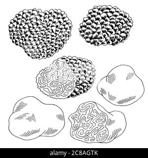 Truffle mushrooms graphic black white isolated sketch set illustration vector Stock Vector