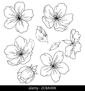 Sakura graphic flower black white isolated sketch set illustration vector Stock Vector