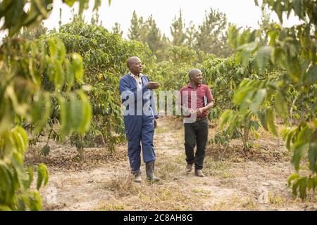 An agricultural extension worker advises a smallholder farmer on agricultural best practices on his coffee farm in Rakai District, Uganda, Africa. Stock Photo