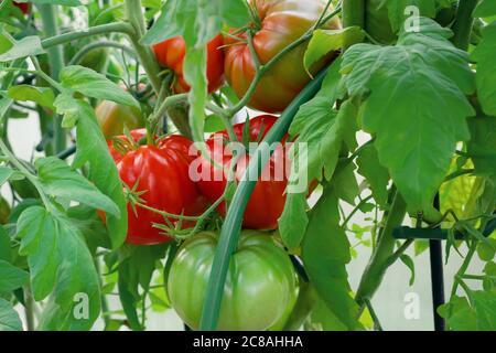 Group of beef tomatoes ripen in the bushes in a greenhouse Stock Photo
