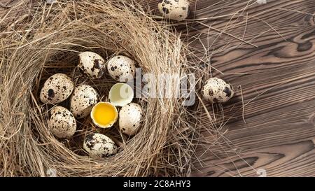 Several quail eggs in a decorative nest made of straw on a wooden table, copy space, horizontal banner, flatlay Stock Photo