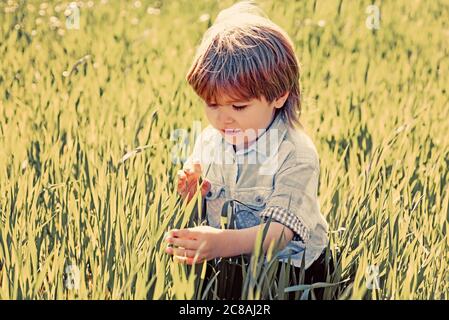 Crop planting at fields. Cute little farmer working with spud on spring field. Little Farmer boy examining Common fig crop in plantation or field. Stock Photo