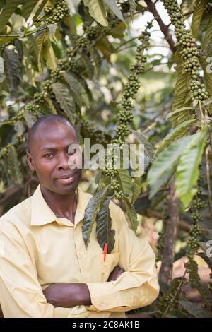 A commercial coffee farmer stands alongside a coffee tree full of coffee cherries in Rakai District, Uganda, East Africa. Stock Photo