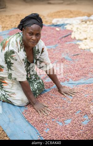 A woman African smallholder farmer winnows and dries her maize and  bean harvest in the sun outside her home in Kyotera District, Uganda, East Africa. Stock Photo