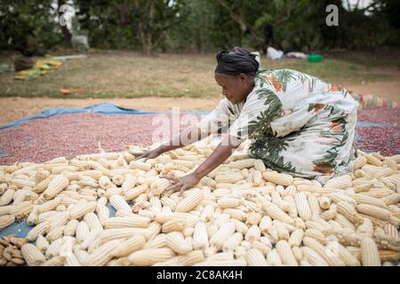 A woman African smallholder farmer winnows and dries her maize and  bean harvest in the sun outside her home in Kyotera District, Uganda, East Africa. Stock Photo