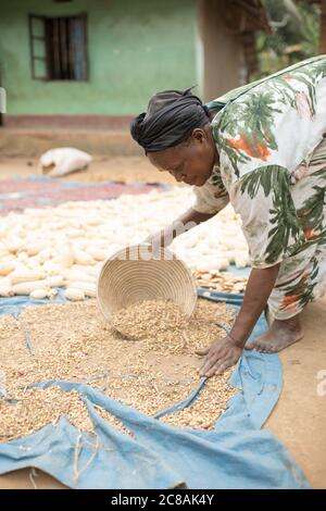 A woman African smallholder farmer winnows and dries her maize and  bean harvest in the sun outside her home in Kyotera District, Uganda, East Africa. Stock Photo