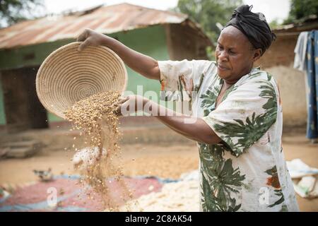 A woman African smallholder farmer winnows and dries her maize and  bean harvest in the sun outside her home in Kyotera District, Uganda, East Africa. Stock Photo