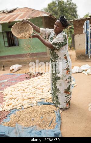 A woman African smallholder farmer winnows and dries her maize and  bean harvest in the sun outside her home in Kyotera District, Uganda, East Africa. Stock Photo