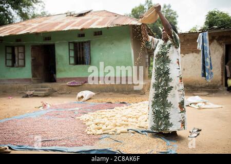 A woman African smallholder farmer winnows and dries her maize and  bean harvest in the sun outside her home in Kyotera District, Uganda, East Africa. Stock Photo