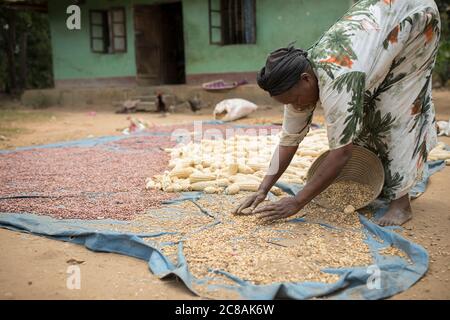 A woman African smallholder farmer winnows and dries her maize and  bean harvest in the sun outside her home in Kyotera District, Uganda, East Africa. Stock Photo