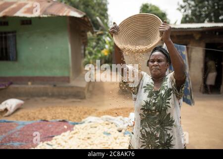 A woman African smallholder farmer winnows and dries her maize and  bean harvest in the sun outside her home in Kyotera District, Uganda, East Africa. Stock Photo