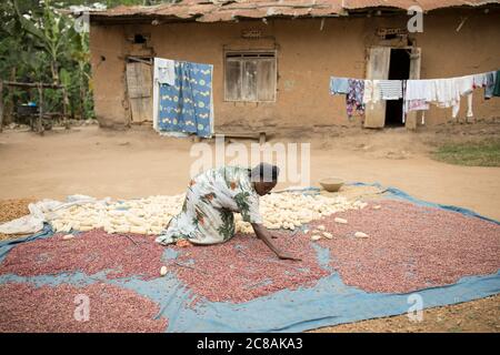 A woman African smallholder farmer winnows and dries her maize and  bean harvest in the sun outside her home in Kyotera District, Uganda, East Africa. Stock Photo