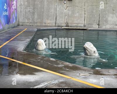 Orlando,FL/USA-1/17/20: Beluga Whales at SeaWorld Orlando, Florida. Stock Photo