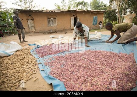 A woman African smallholder farmer winnows and dries her maize and  bean harvest in the sun outside her home in Kyotera District, Uganda, East Africa. Stock Photo