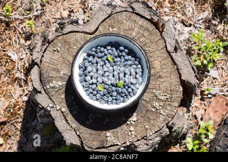 Wild blueberry collected into a bowl on an old stump in the forest. Vaccinium myrtillus Stock Photo