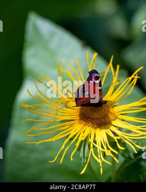 Close up of colourful peacock butterfly resting on a yellow chrysanthemum flower at Leckford Estate, Longstock, Hampshire UK Stock Photo