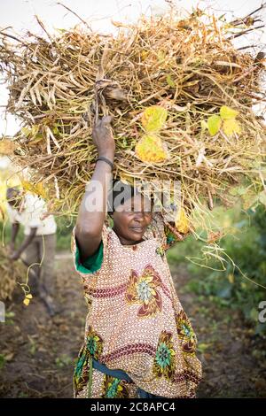 A woman smallholder farmer carries a bundle of freshly-harvested bean pods on her head on her farm in rural Lyantonde District, Uganda, East Africa. Stock Photo