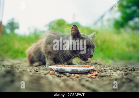 Homeless pussycat eats dry food from plate on street. Close up of stray cat eating useful pet food. Concept of animal care. Stock Photo