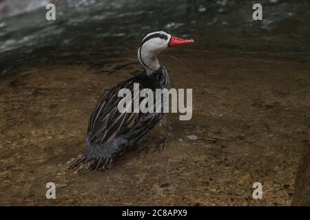 A male torrent duck (Merganetta armata) stands next to the fast flowing water of a mountain stream in the Manu region of Peru. Stock Photo