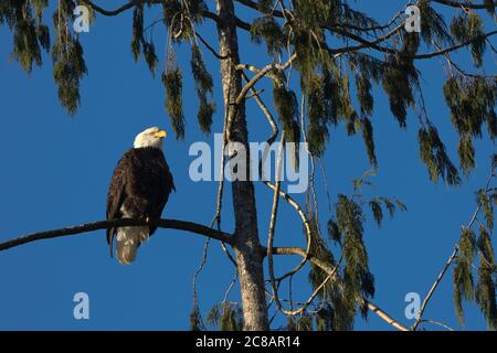 American eagle perches high on tree as a winter morning guardian in Rockport, Washington Stock Photo