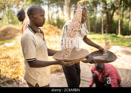 Smallholder farmers winnow their freshly-harvested bean crop by letting the wind blow away the chaff as the beans fall to the basket - Uganda, Africa. Stock Photo