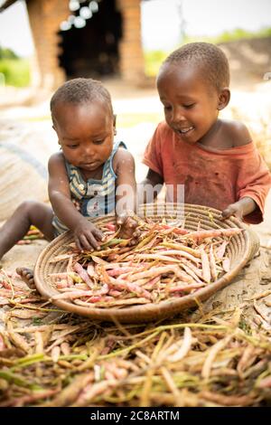 Two children fill a basket with freshly-harvested bean pods at their farm in Lyantonde District, Uganda, East Africa. Stock Photo