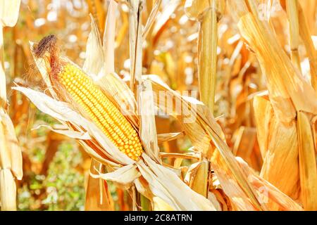 ear of corn on dry corn plants in the field on a sunny day Stock Photo