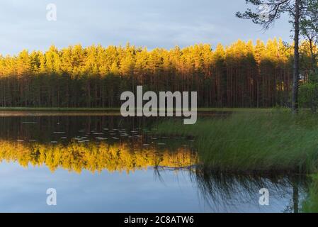 Beauty of the Northern nature: shaded lake shores and tops of pine tree forest lit with setting sun and reflected on the water surface. Stock Photo