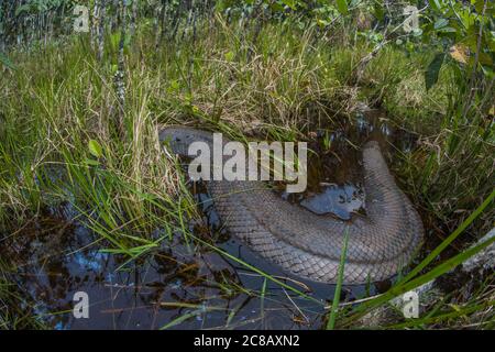 A huge female green anaconda (Eunectes murinus) among the tall grass in a wetland in the Peruvian Amazon. Stock Photo