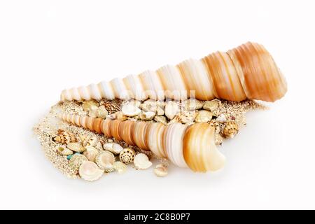 sea shells with sand isolated on white Stock Photo