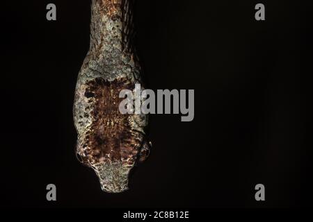 Aplopeltura boa, the blunthead slug snake from Southeast Asia. This snake was found to have unique sawing jaw movement that helps it extract snails. Stock Photo