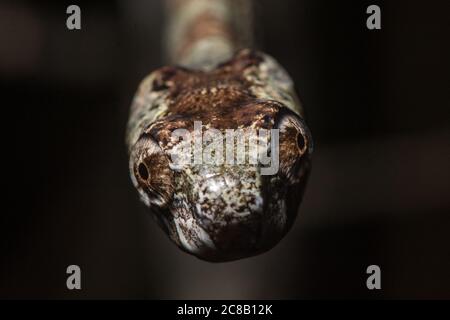 Aplopeltura boa, the blunthead slug snake from Southeast Asia. This snake was found to have unique sawing jaw movement that helps it extract snails. Stock Photo