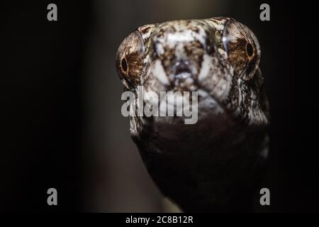 Aplopeltura boa, the blunthead slug snake from Southeast Asia. This snake was found to have unique sawing jaw movement that helps it extract snails. Stock Photo