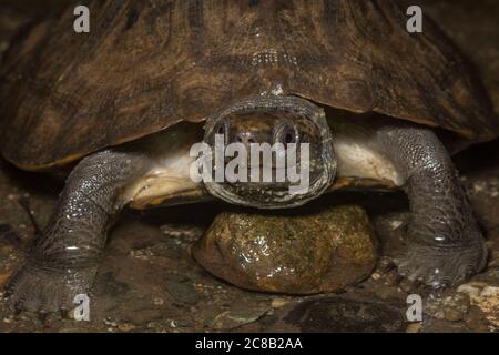 Malayan flat-shelled turtle (Notochelys platynota) a threatened species of turtle found in the rainforest of South East Asia. Stock Photo