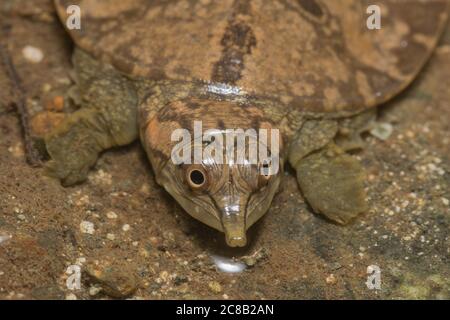 Malayan softshell turtle (Dogania subplana), a juvenile from a jungle stream in Borneo. Stock Photo