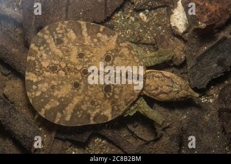 Malayan softshell turtle (Dogania subplana), a juvenile from a jungle stream in Borneo. Stock Photo