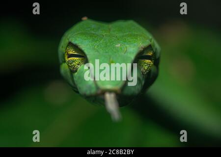 A large asian vine snake (Ahaetulla prasina) makes eye contact with the camera, its front facing eyes give it binocular vision helping catch prey.