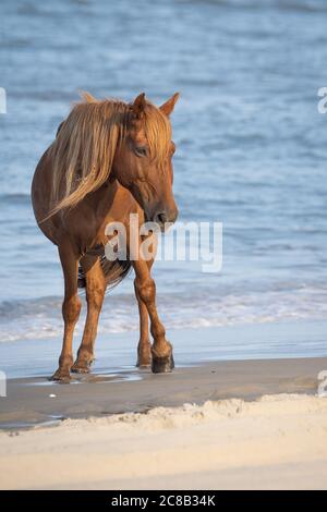 A wild mare at Currituck, NC Stock Photo