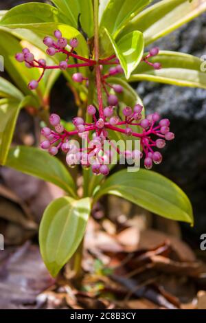Medinilla pendula is a small tropical shrub that prefers semi-shade and can grow to up to 1.5m. Stock Photo