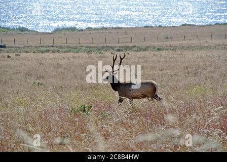 Lone elk at sunset on the California  mendocino coast in northern california Stock Photo