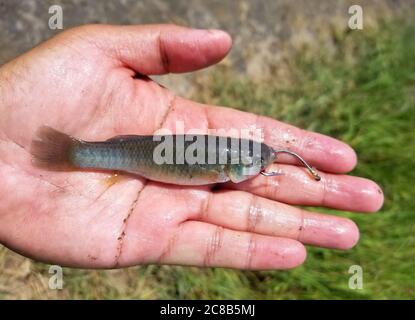 Holding a minnow on the fishing hook for bait Stock Photo - Alamy