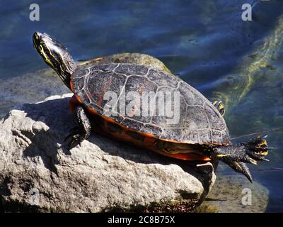 Western painted turtle basking in the sun by a pond Stock Photo